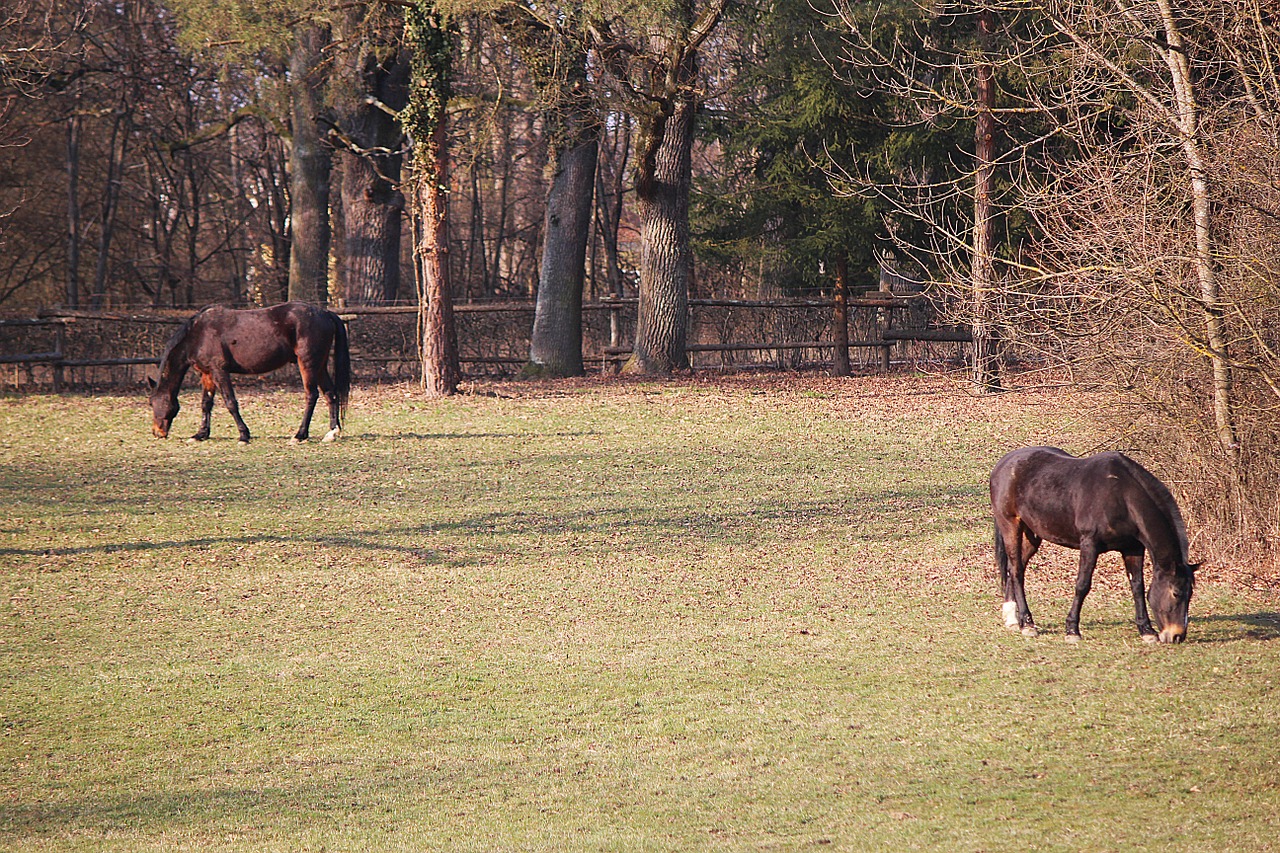 horses coupling pasture free photo