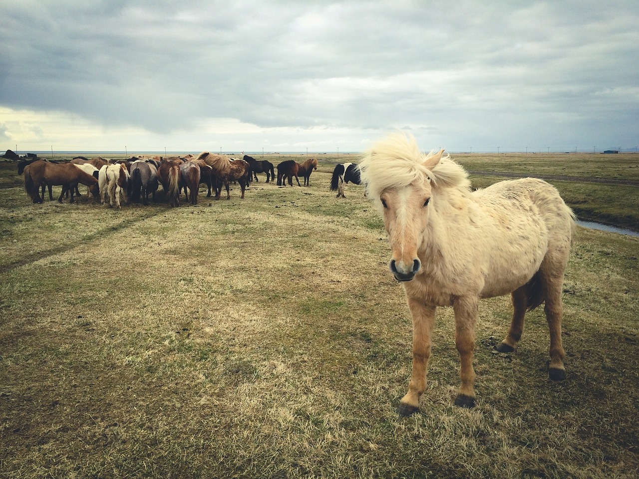 horses animals grass free photo