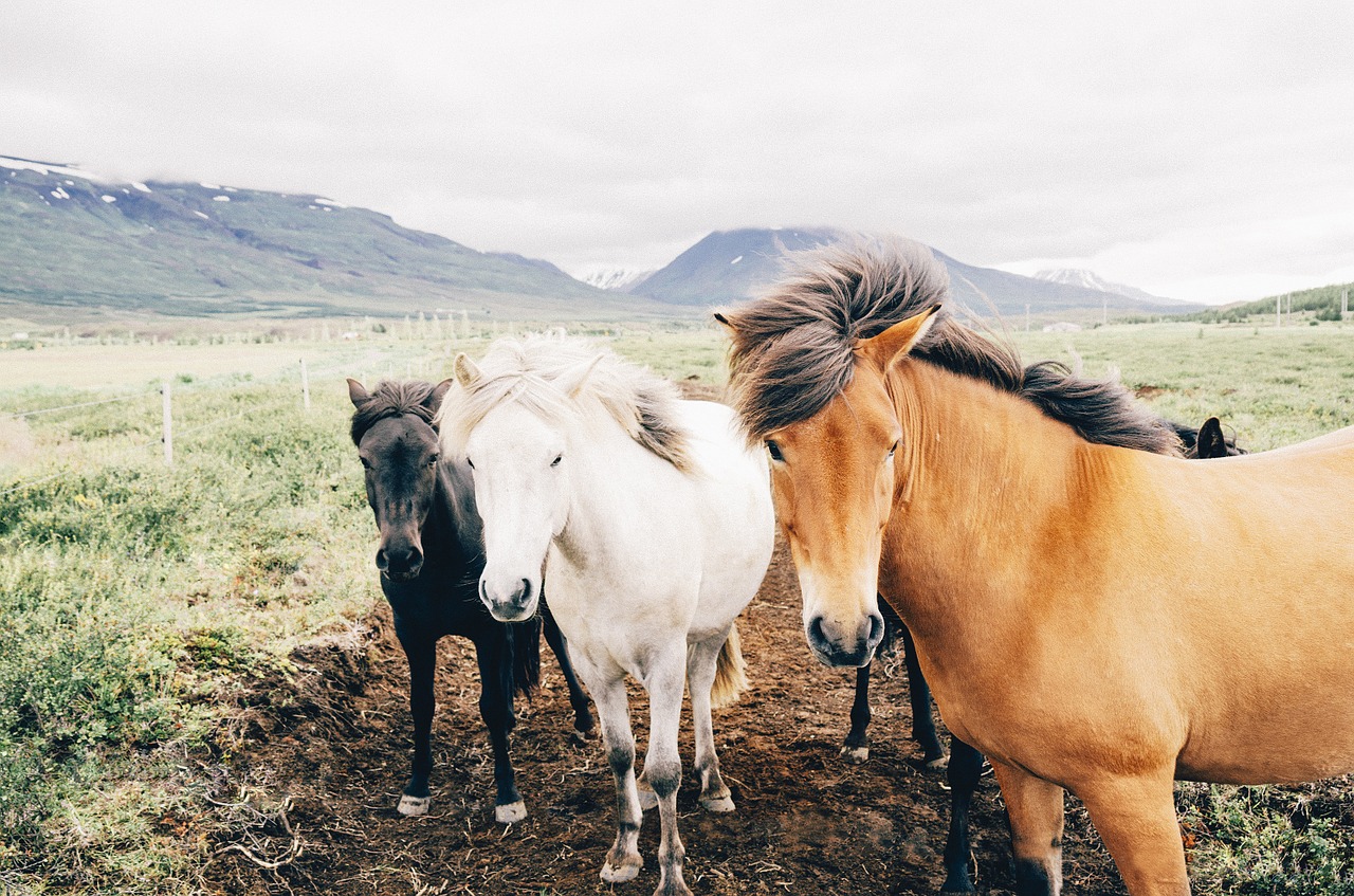 horses animals mane free photo