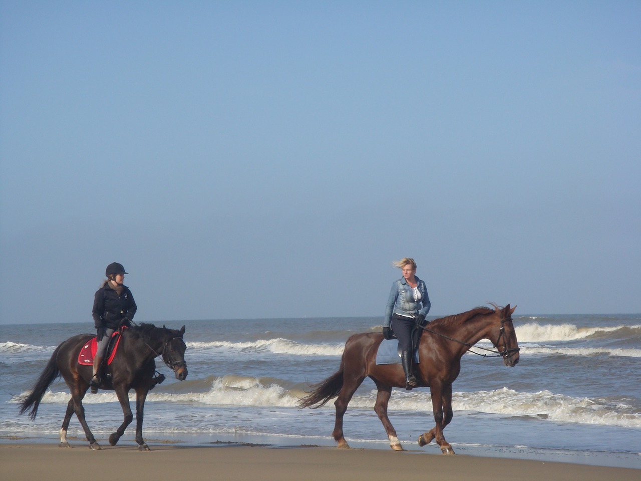 horses beach sea free photo