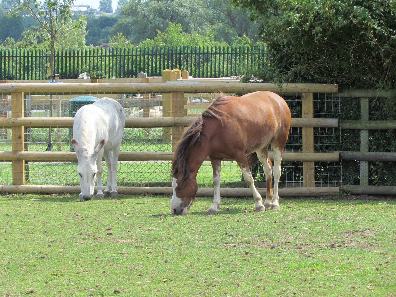 horses nature animal free photo