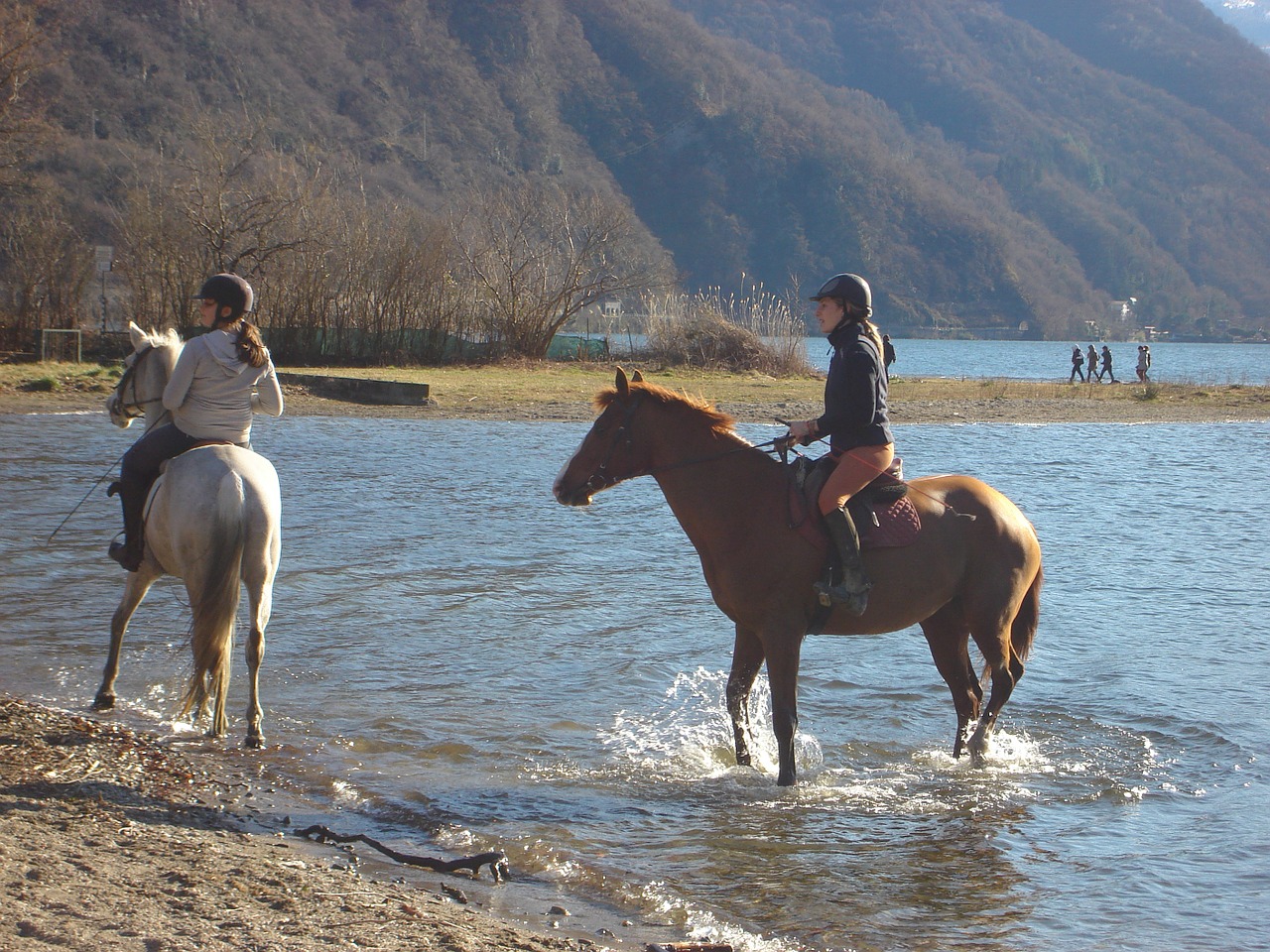 horses lake lugano free photo