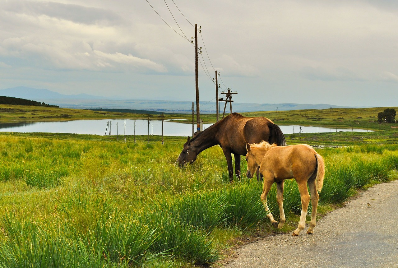 horses stallion wild free photo