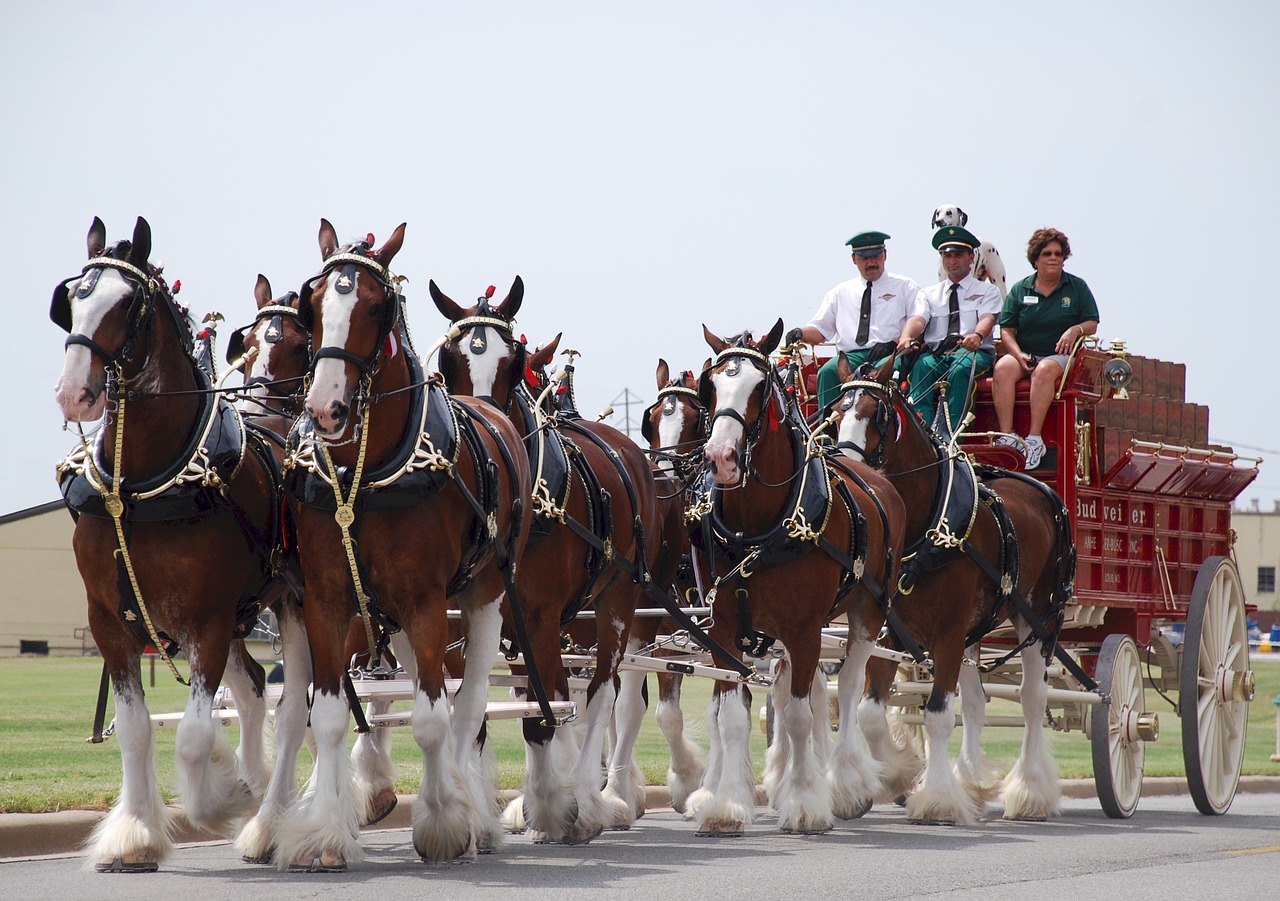 horses wagon clydesdales free photo