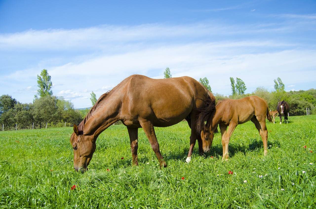 horses field grass free photo