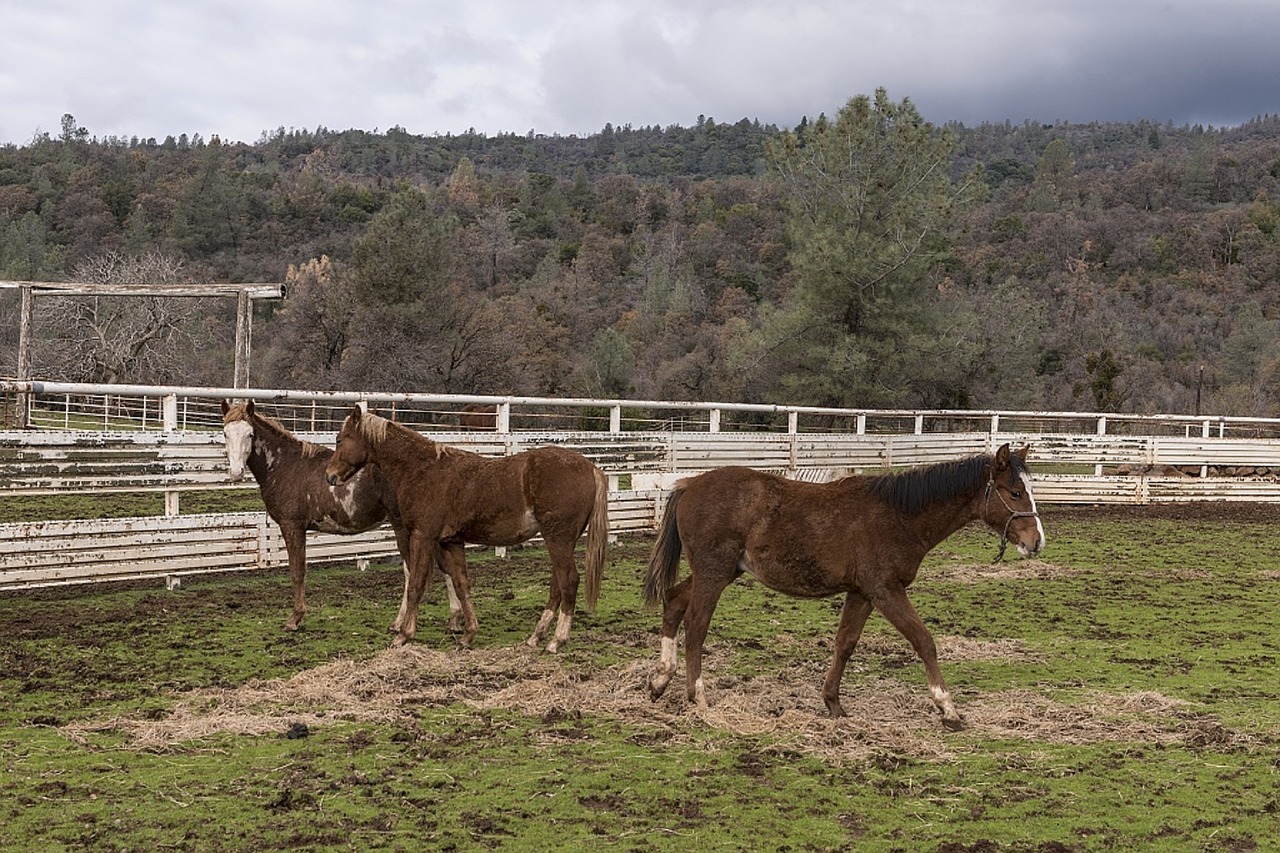 horses wild sanctuary free photo