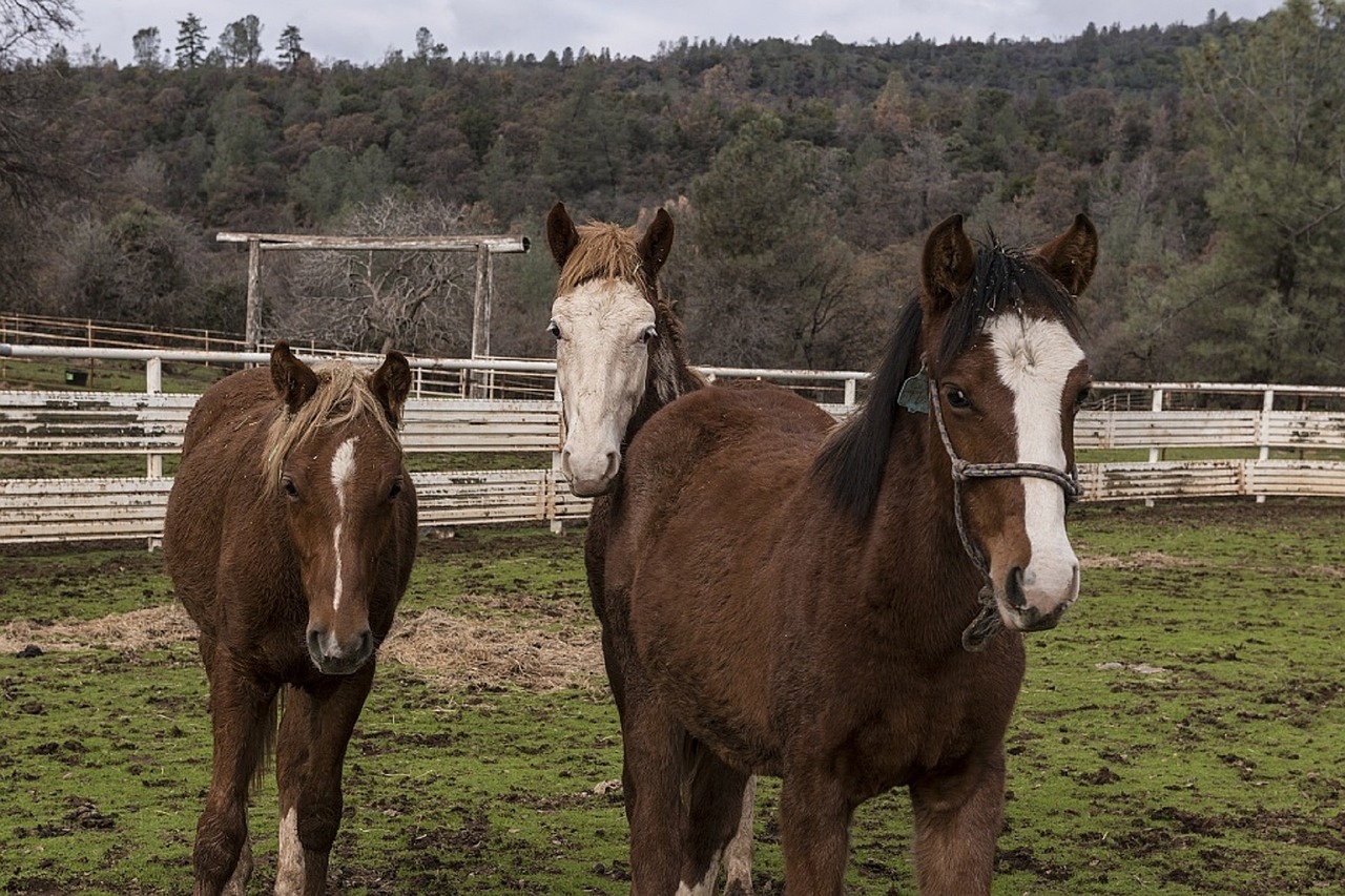 horses wild sanctuary free photo