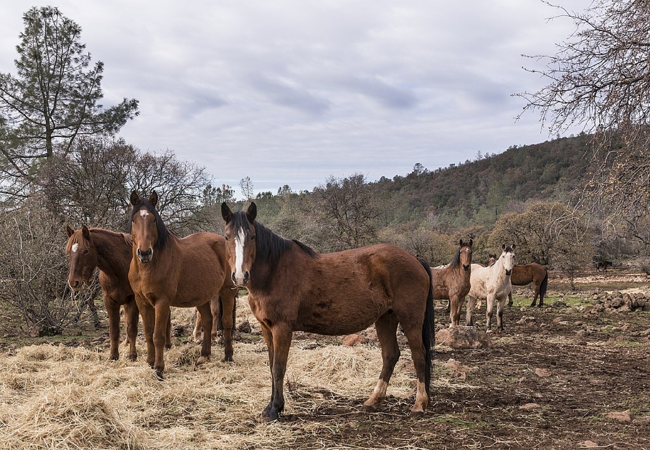 horses wild sanctuary free photo