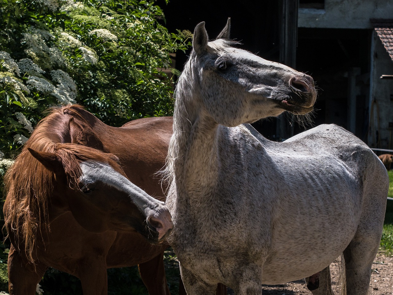 horses coupling for two free photo