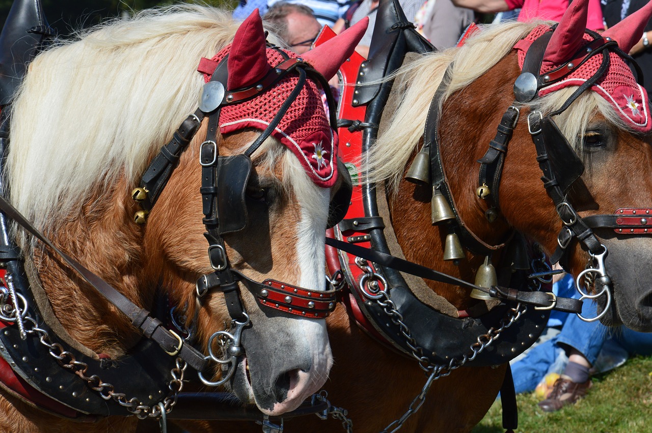 horses horse coach free photo