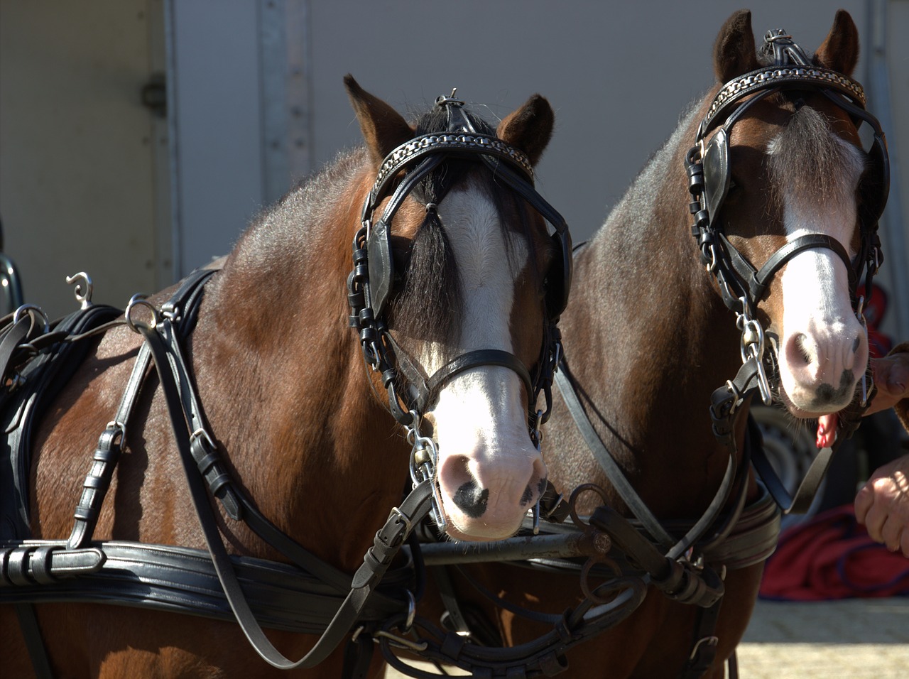 horses horse horsehead free photo