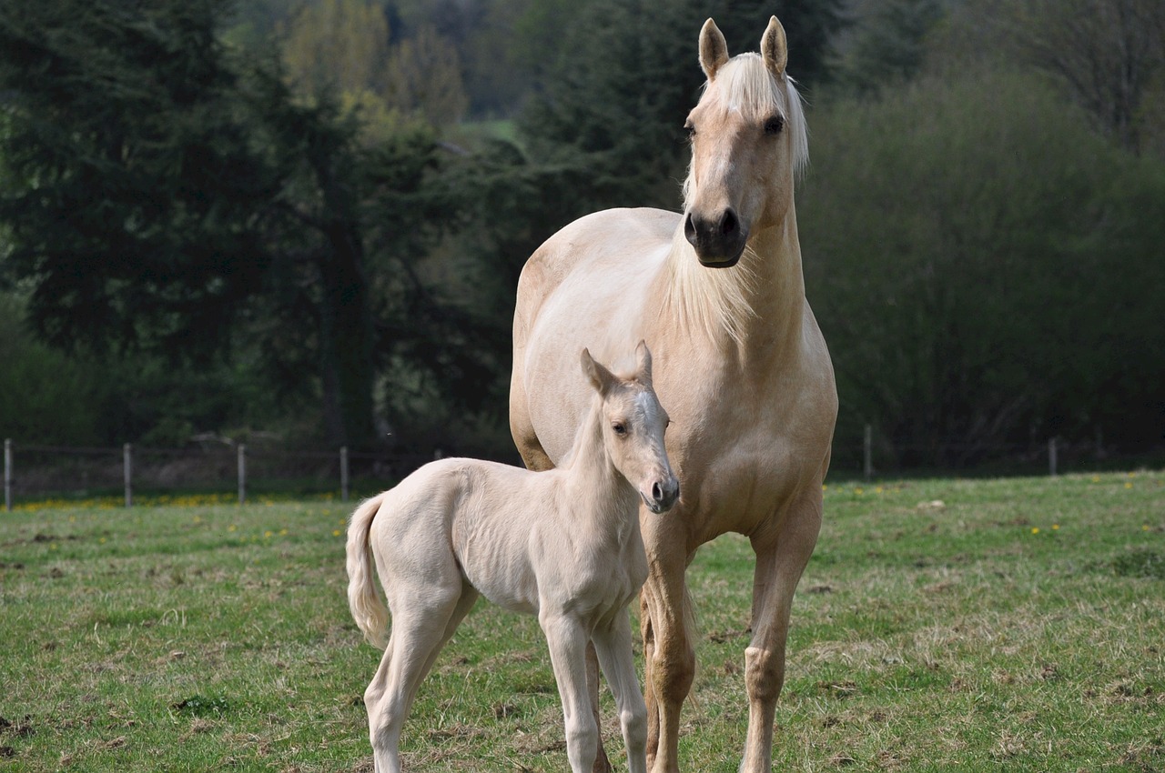 horses mare colt free photo