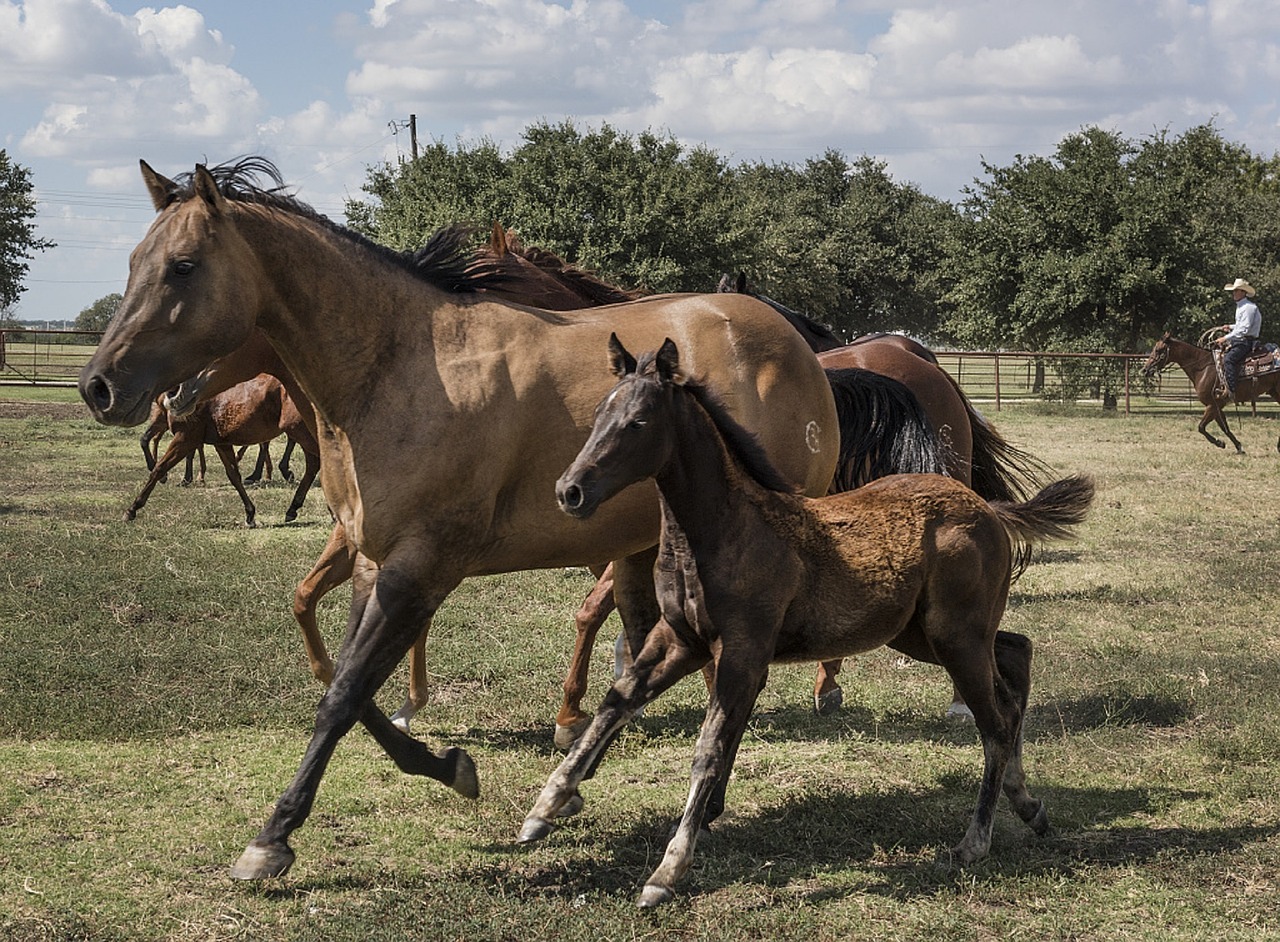 horses mare colt free photo