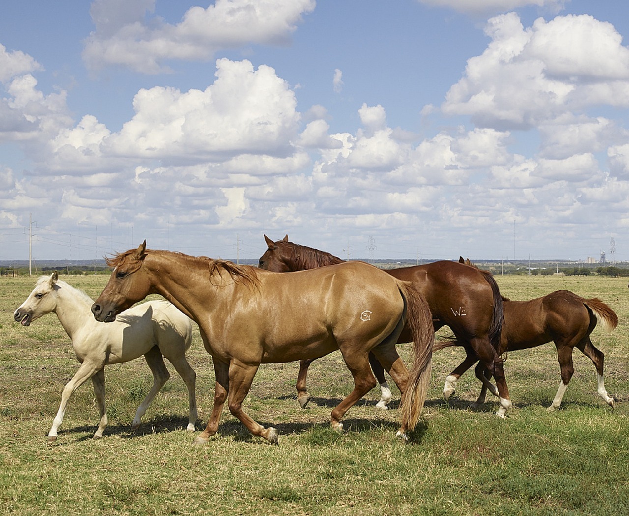 horses mares colts free photo
