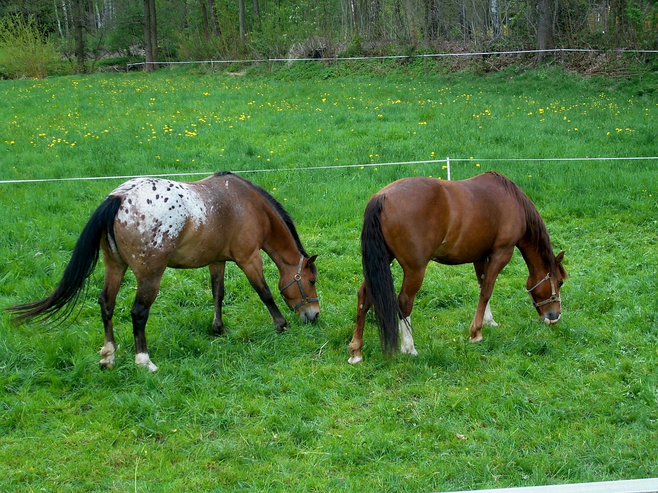 horses brown graze free photo