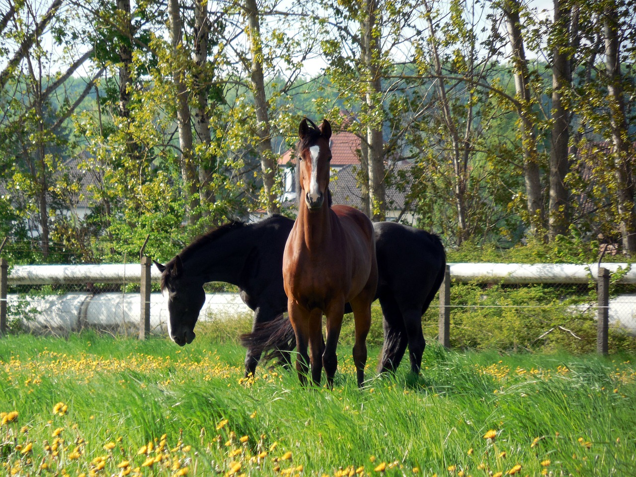 horses coupling paddock free photo