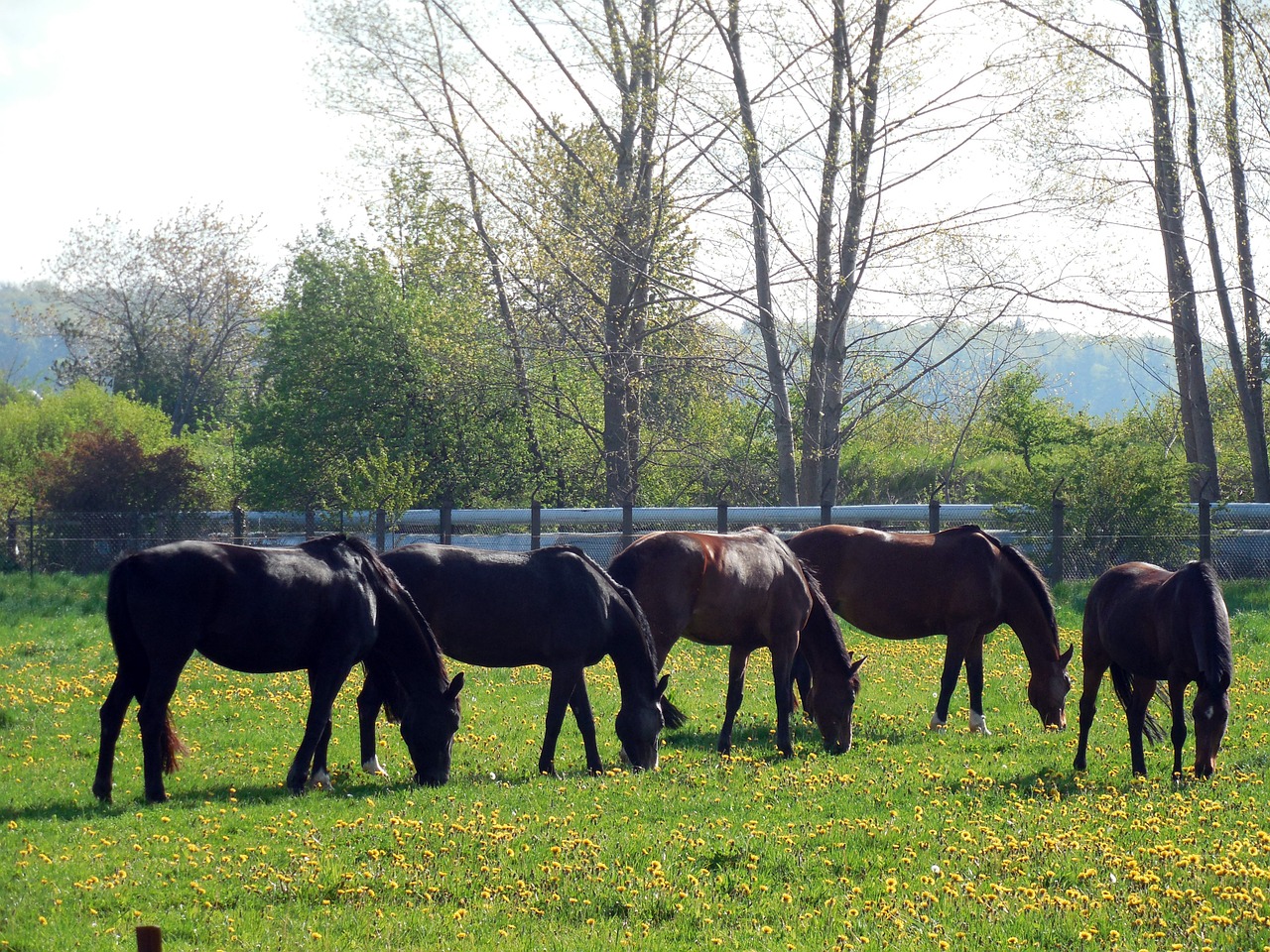 horses paddock coupling free photo