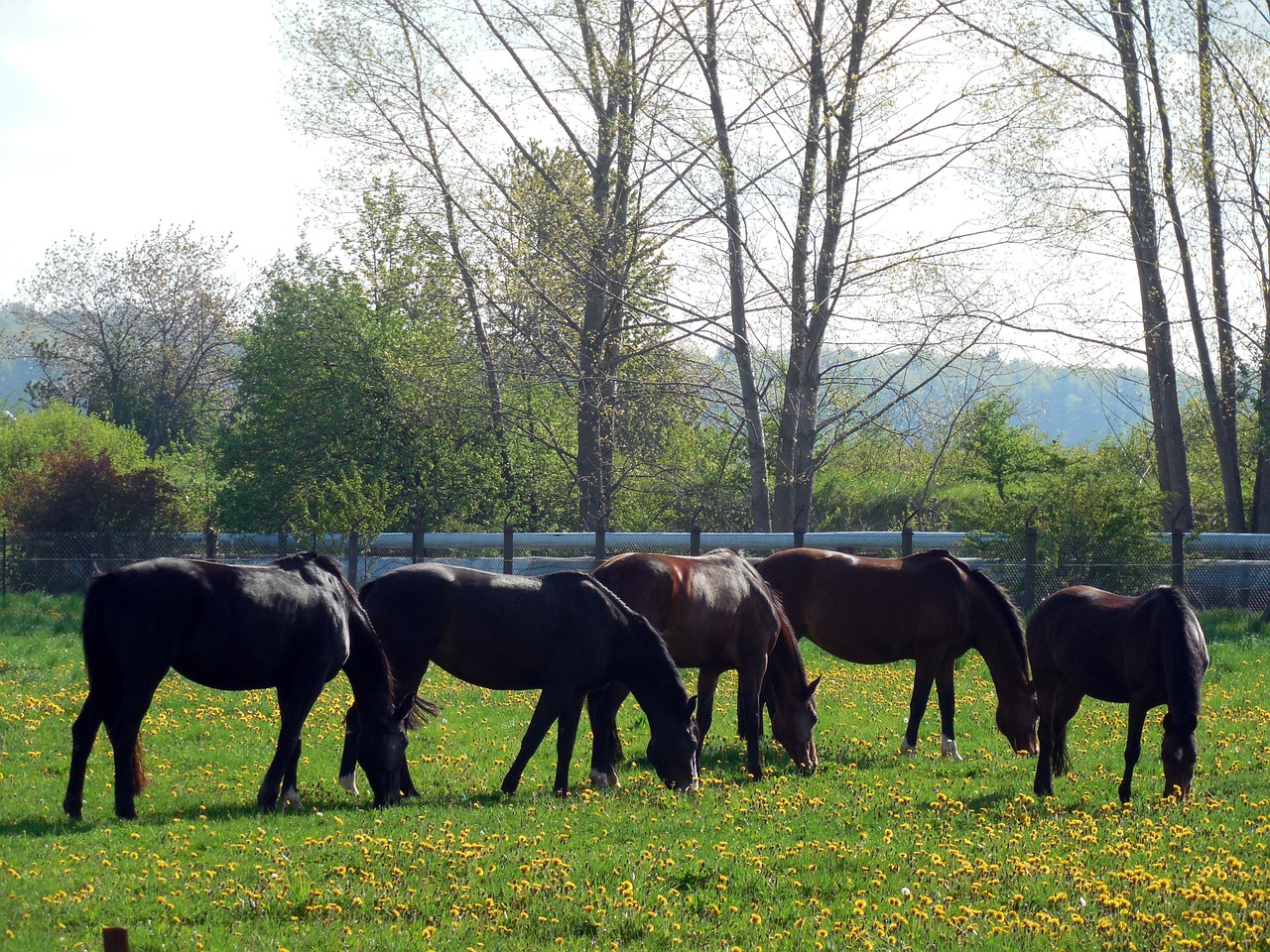 horses paddock coupling free photo