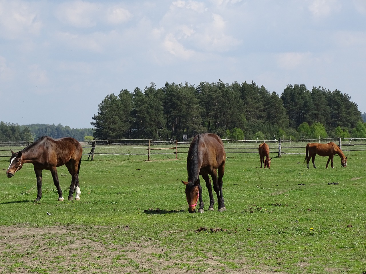 horses pasture land grass free photo