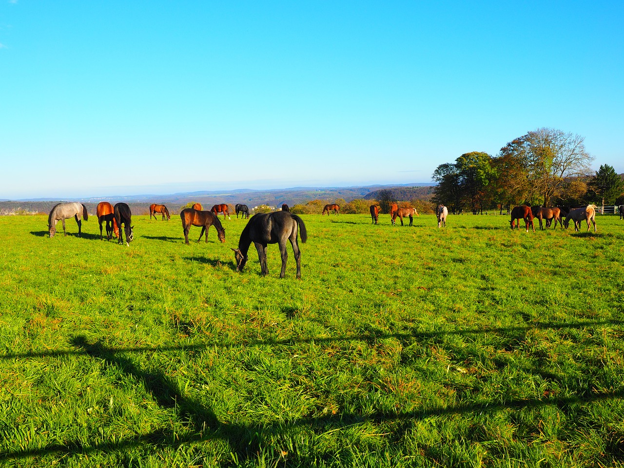 horses pasture pasture land free photo