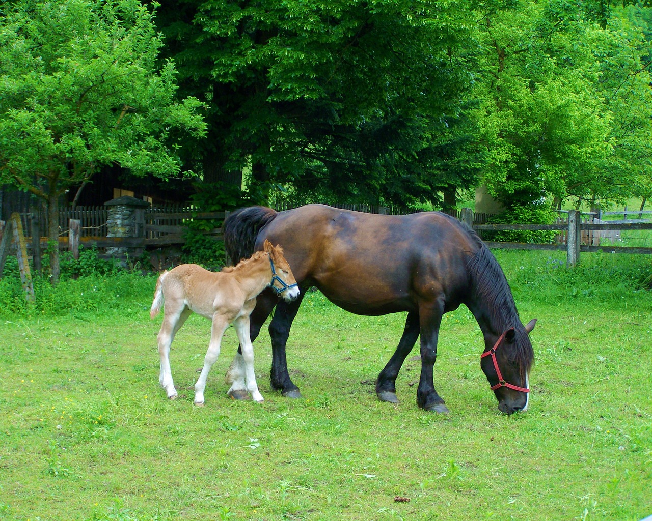 horses mare and foal animal free photo