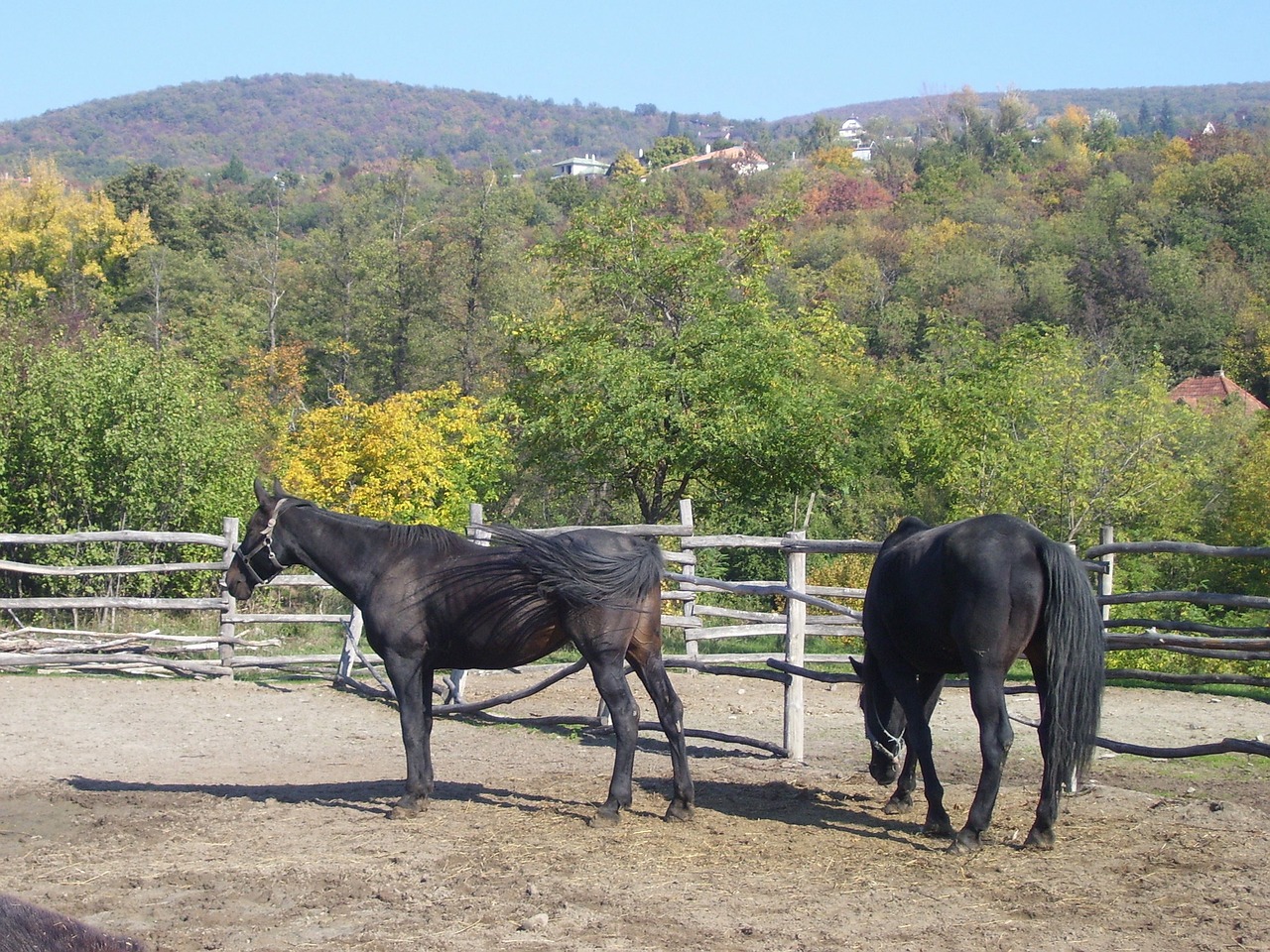 horses ethnographic open air museum autumn free photo