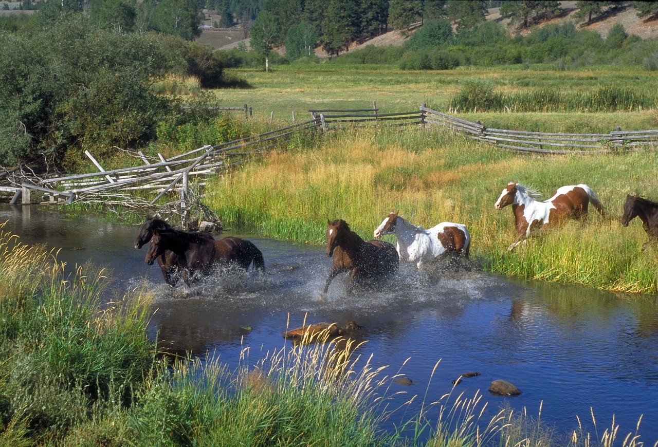 horses running ranch free photo