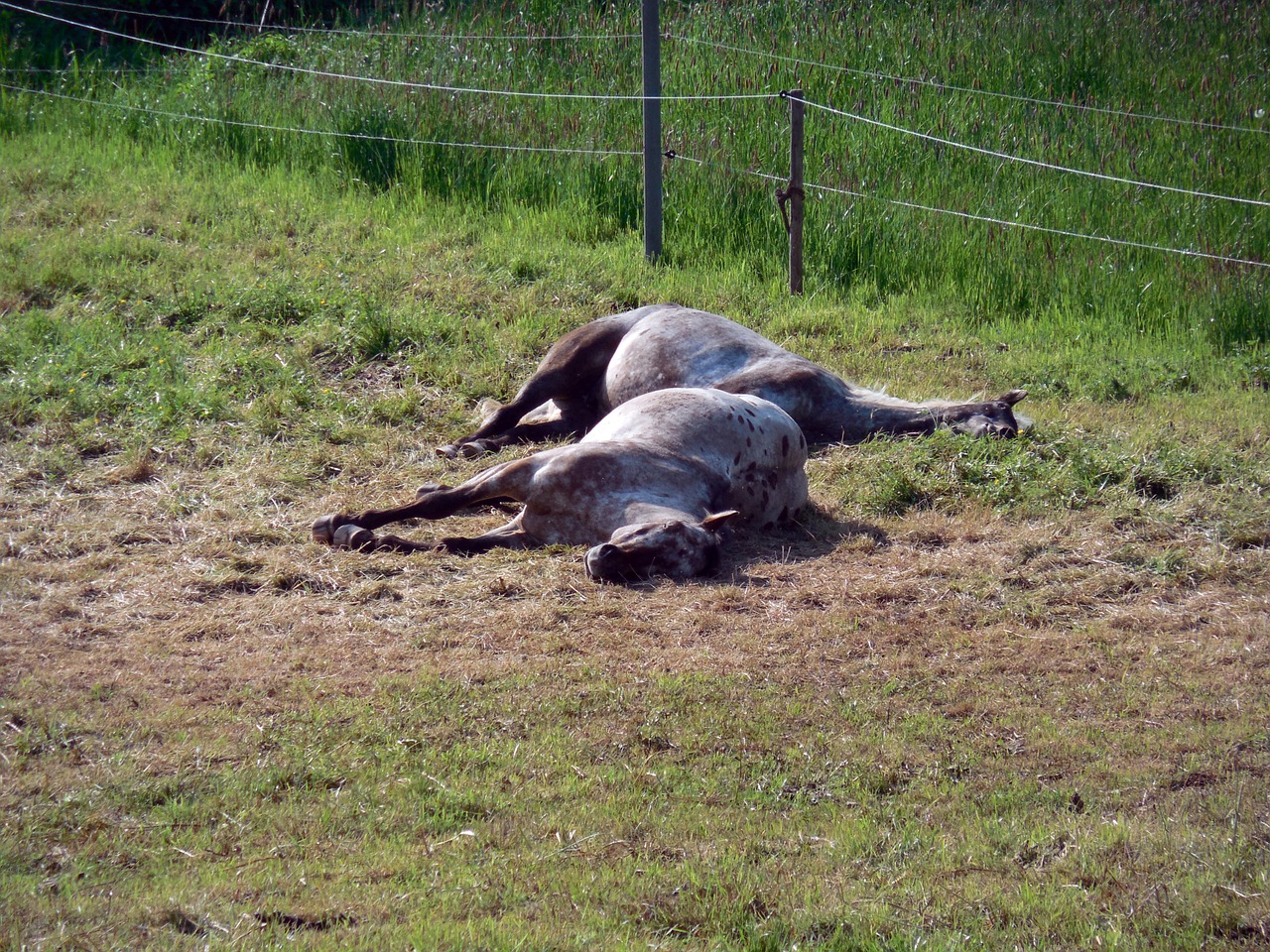 horses paddock coupling free photo