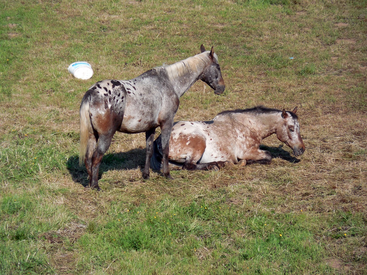 horses paddock coupling free photo