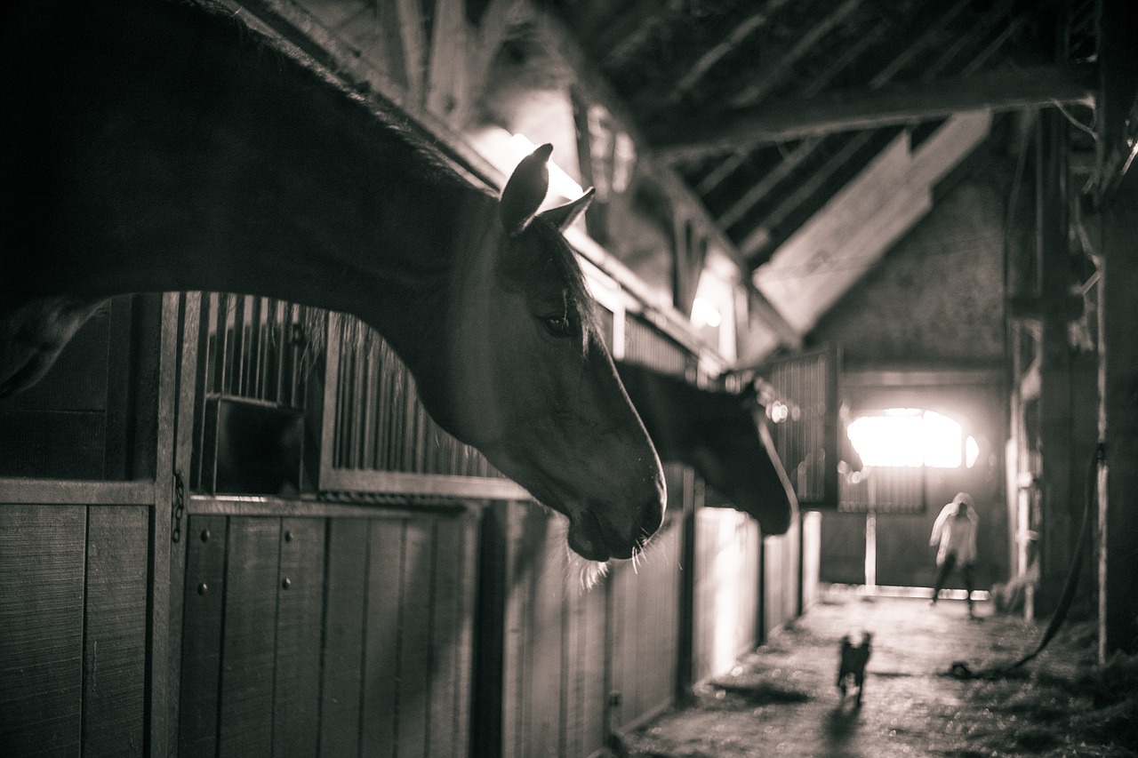 horses horse barn black white free photo