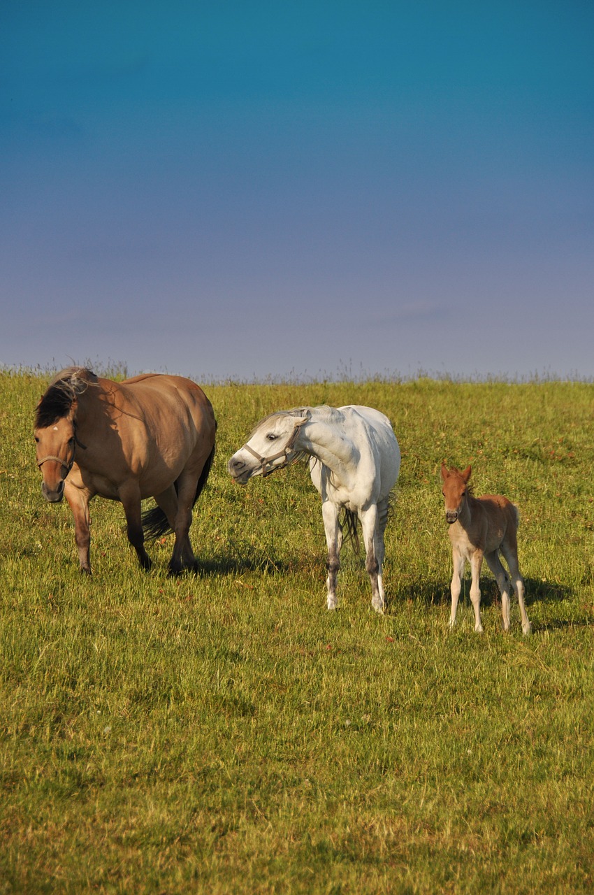 horses family offspring free photo