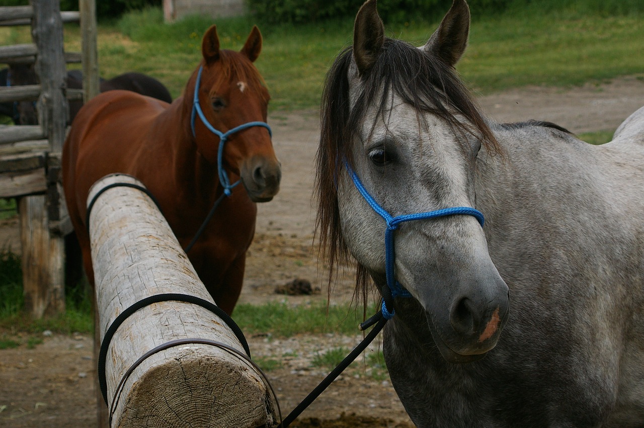 horses animal equine free photo
