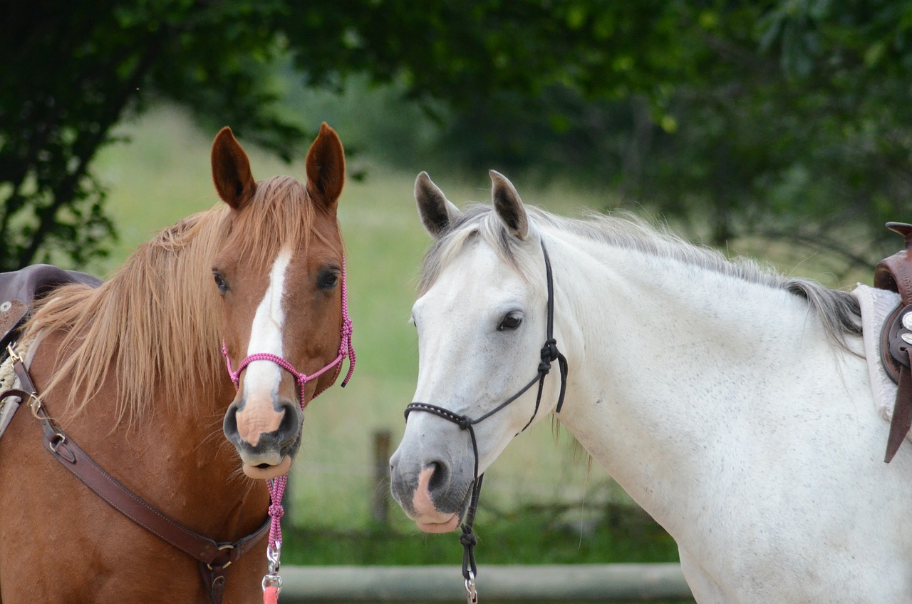 horses chestnut grey free photo