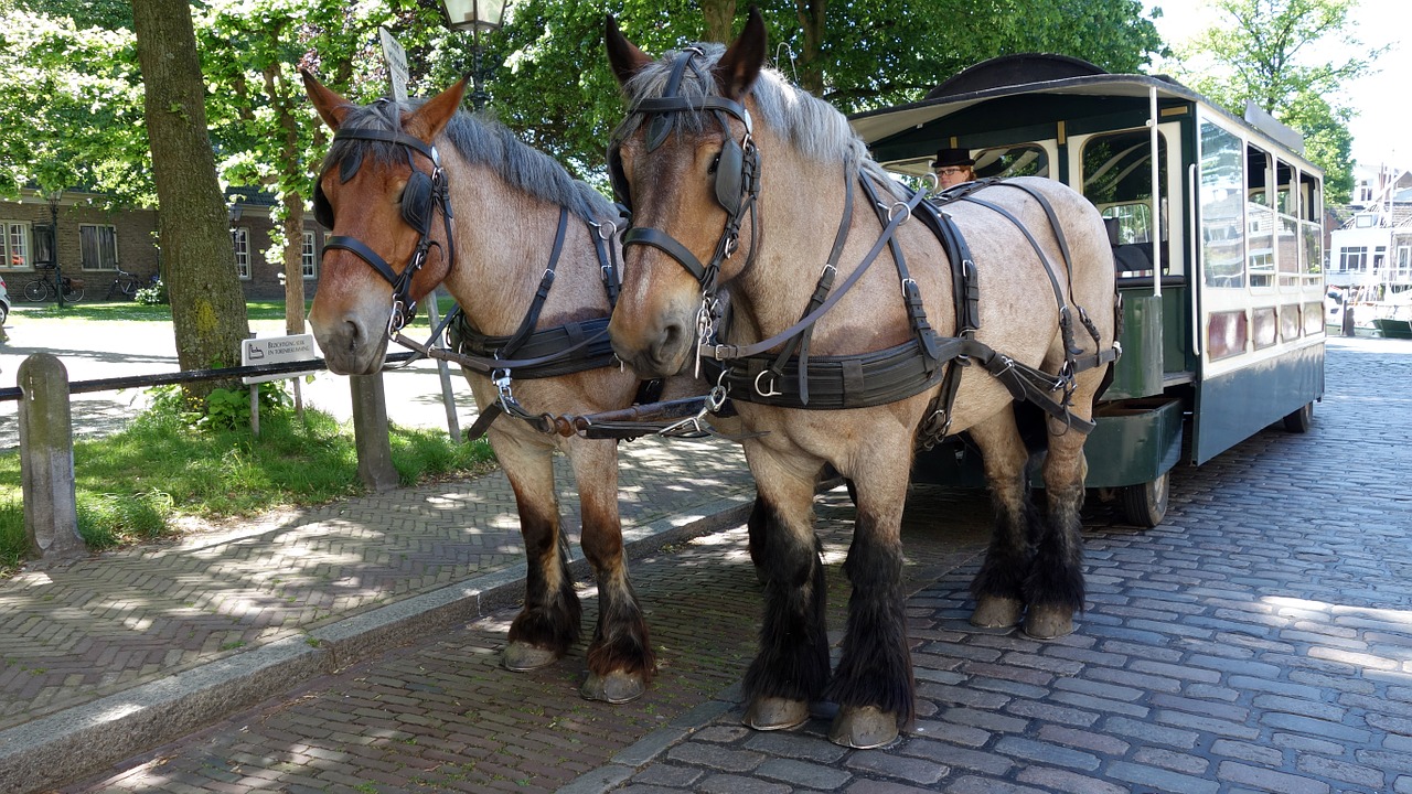 horses tourism dordrecht free photo