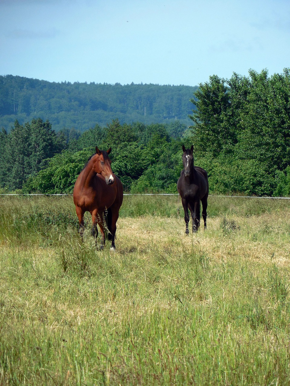 horses paddock coupling free photo