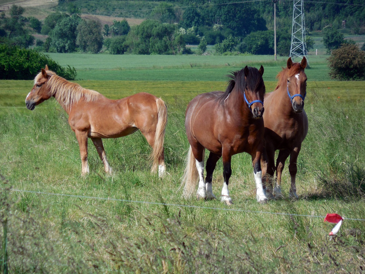 horses paddock coupling free photo