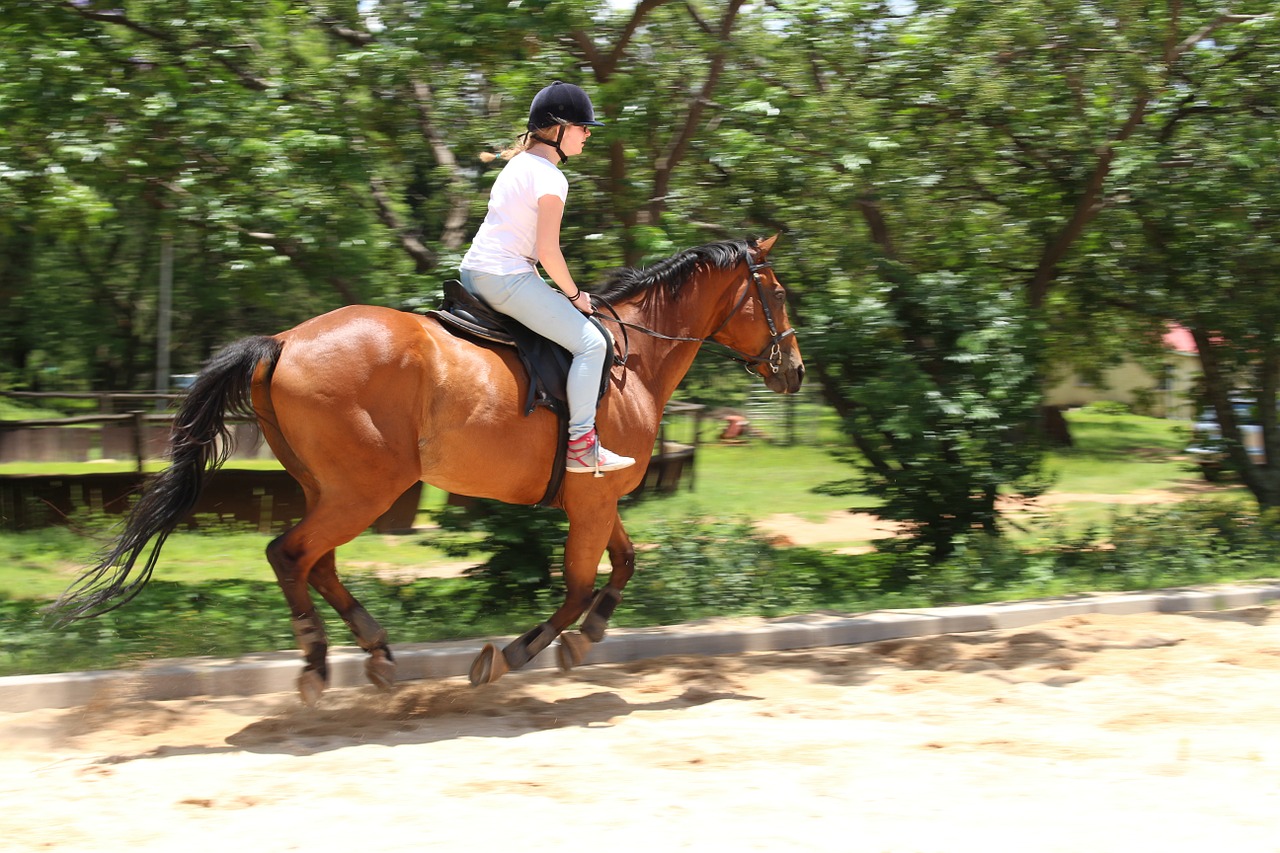 horses horseback riding south africa free photo