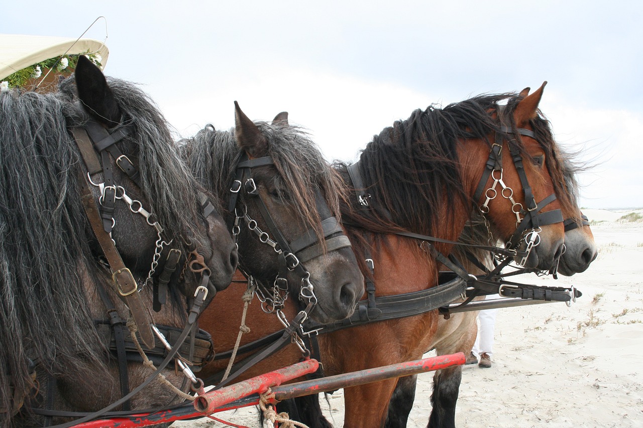 horses belgians four-horse free photo