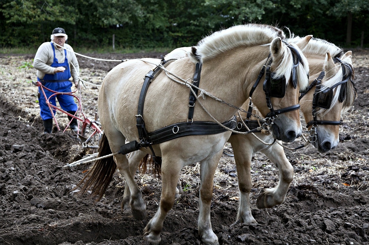 horses plow plowing free photo