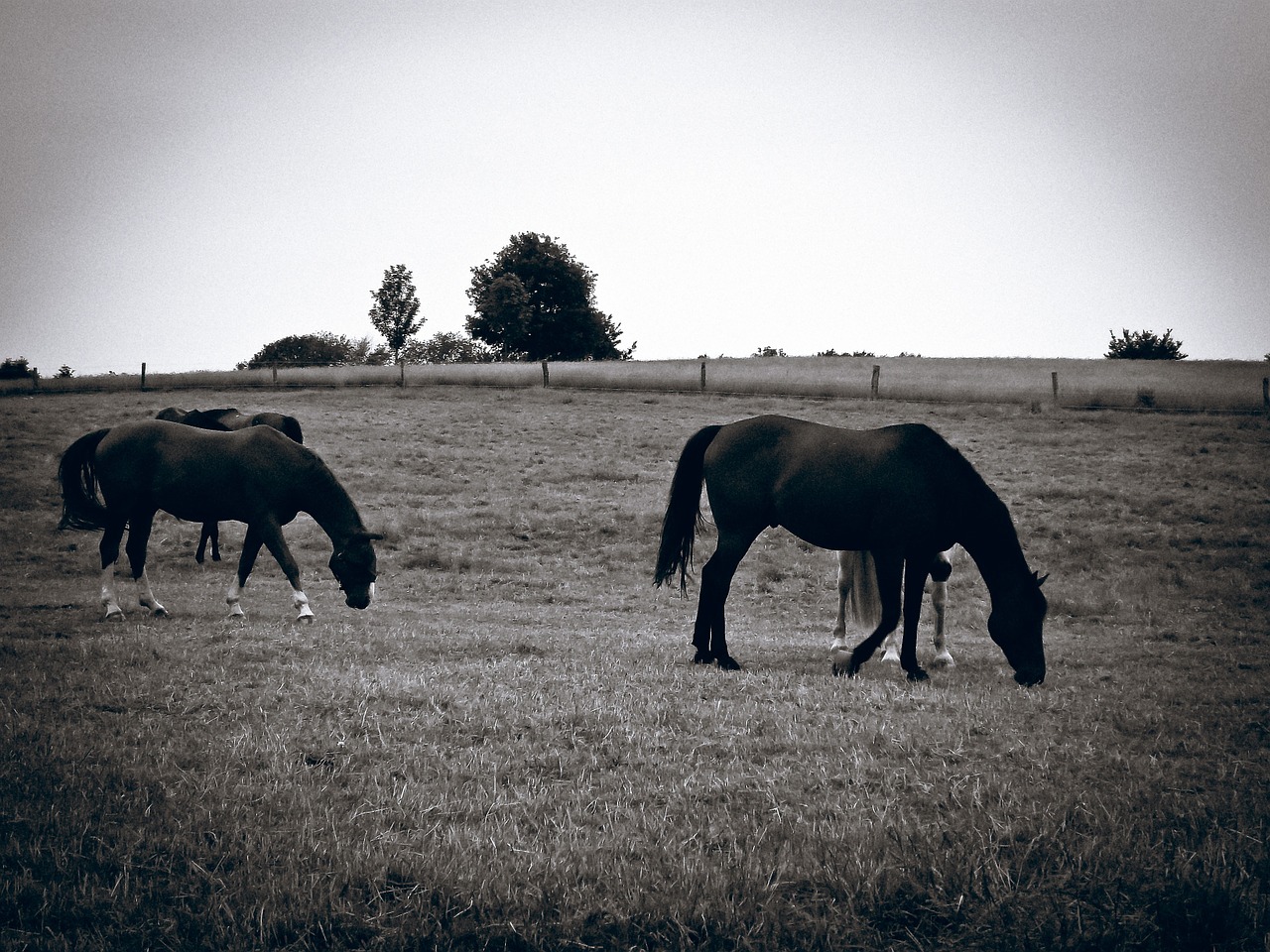 horses pasture graze free photo
