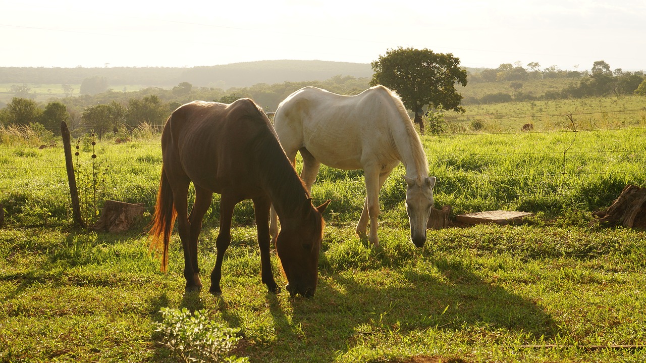 horses landscape site free photo