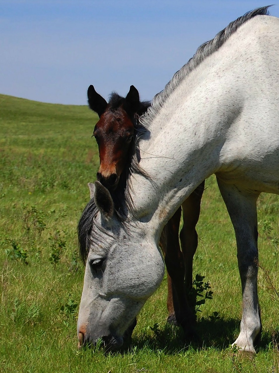 horses mare foal free photo