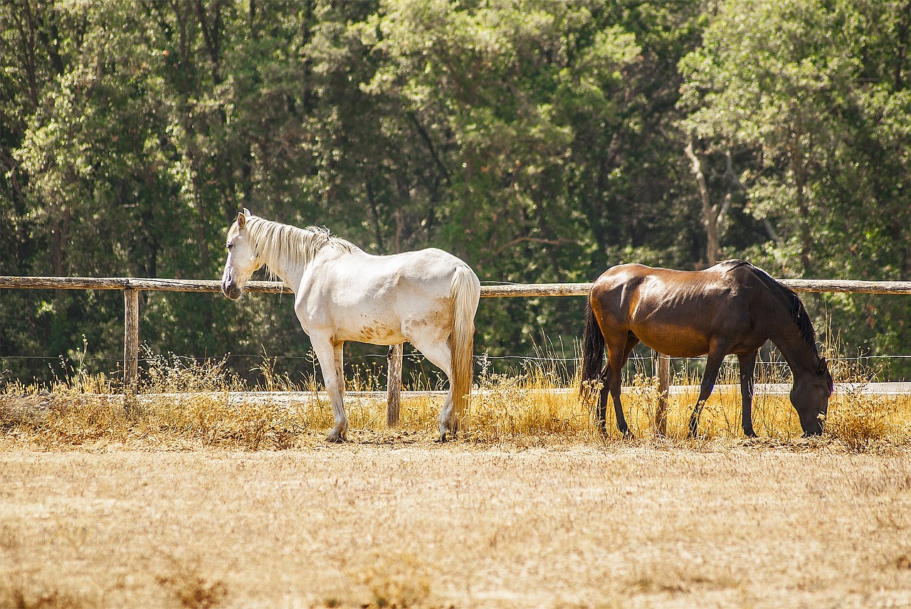 horses animals field free photo