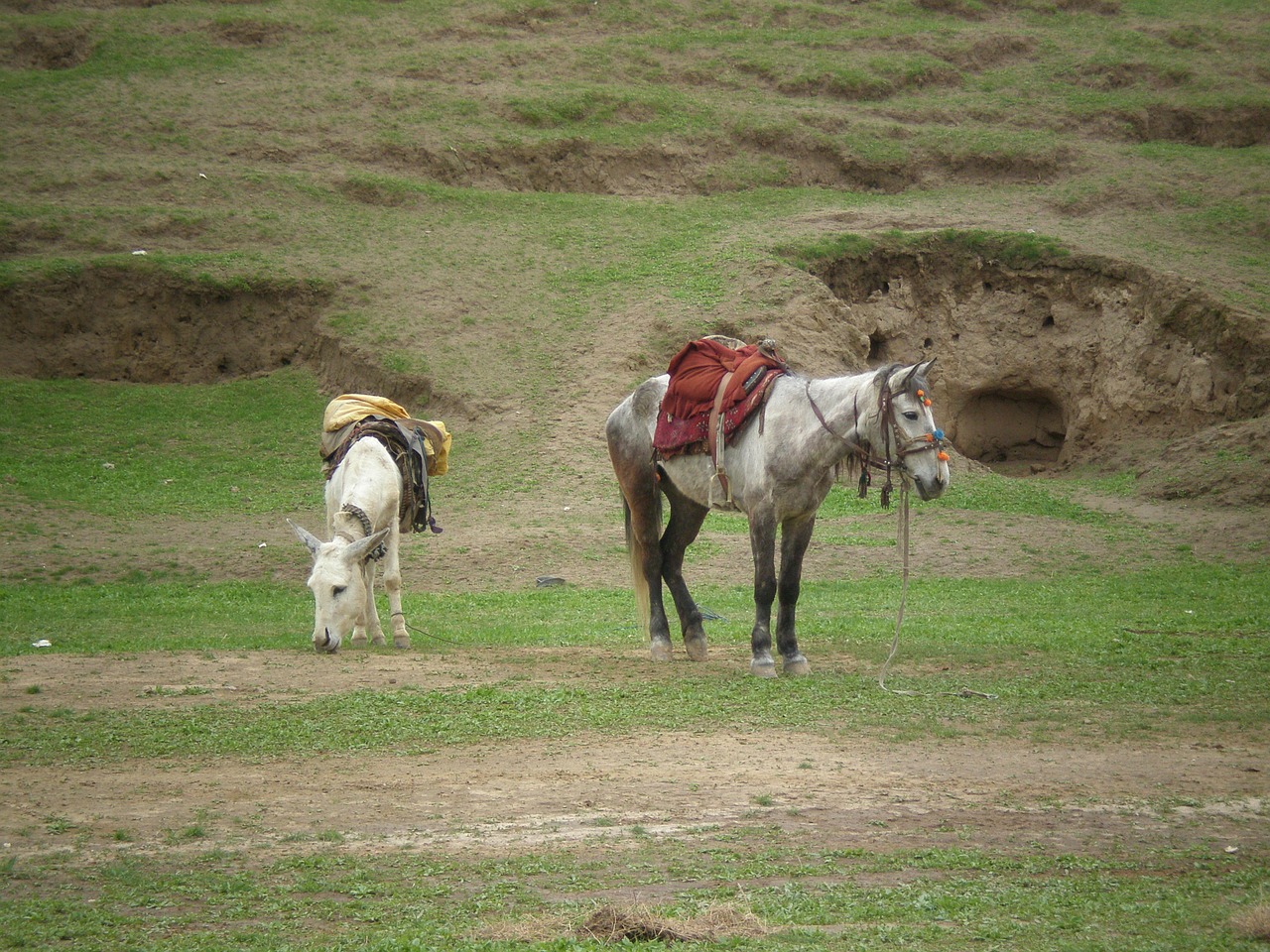 horses hills nature free photo