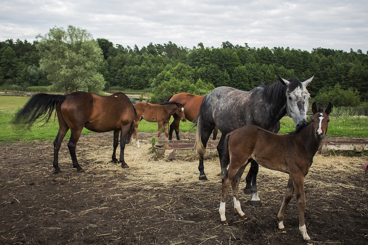 horses herd summer free photo