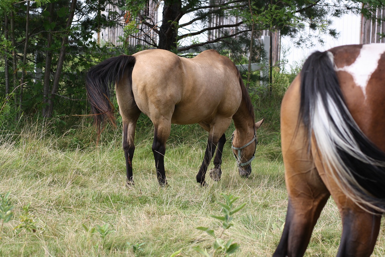 horses meadow color free photo