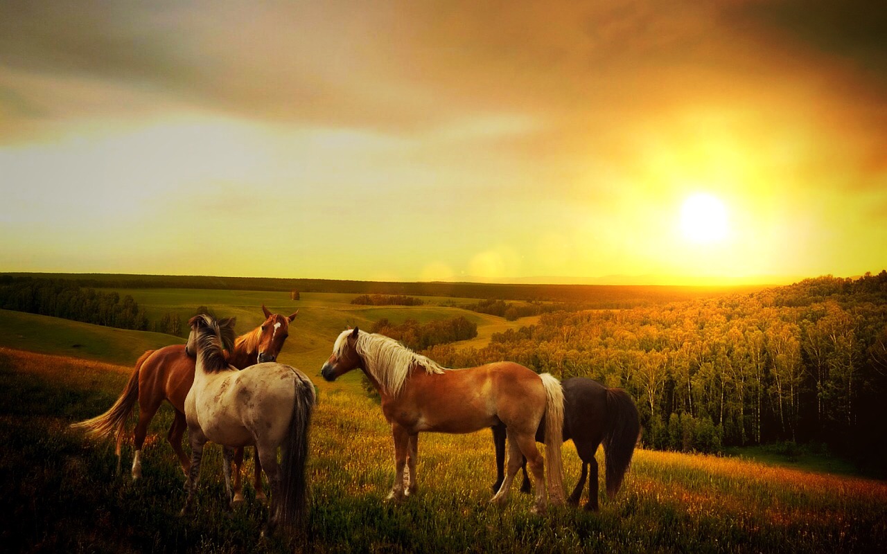 horses sun forest free photo