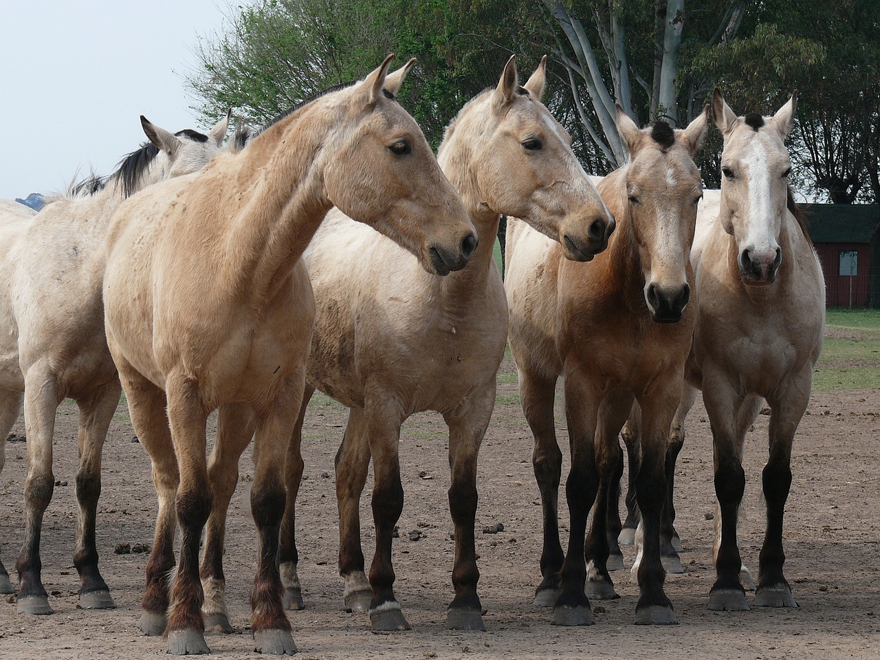 horses herd argentina free photo