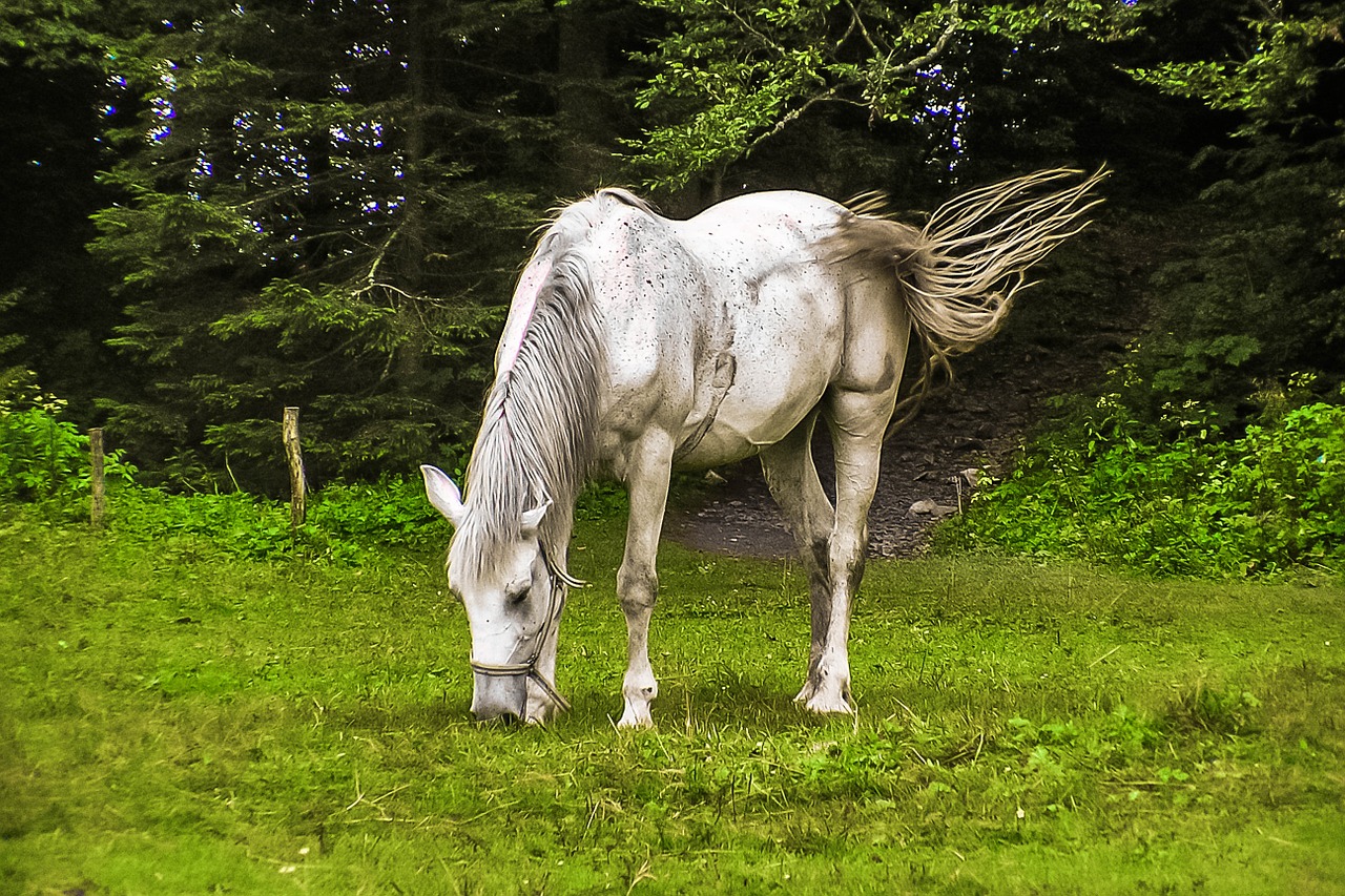 horses animal priroda free photo
