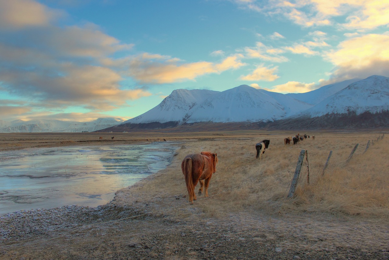 horses pasture animal free photo